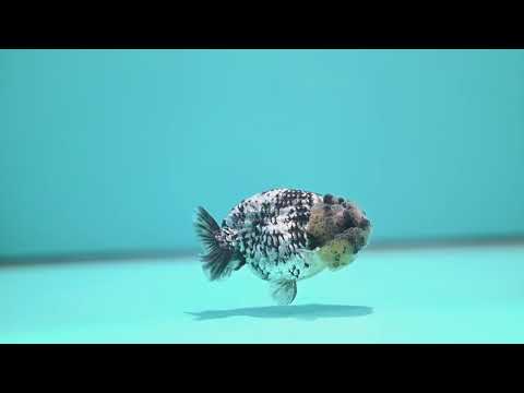 Blue Base Tiger Ranchu 3 inch Body (260508_RC10)