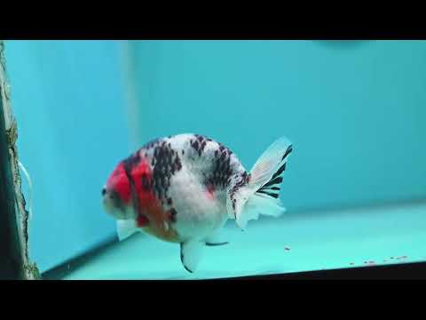 Cow Ranchu 4.5 inch Body (260724_RC09)