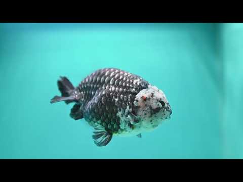Jumbo Heavy Ink Ranchu 5 inch Body (260619_RC04)