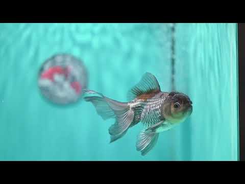 Sapphire Blue Oranda 4 inch Body (260501_OR08)