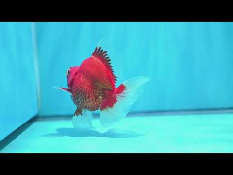 Red White Broad Tail Ryukin 3.5 inch Body (260605_RY01)