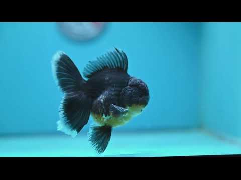 Kirin Oranda 3.5 inch Body (261016_OR01)
