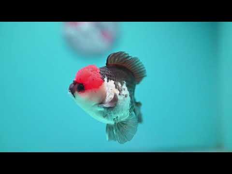 Tricolor Oranda 3 inch Body (260918_OR04)
