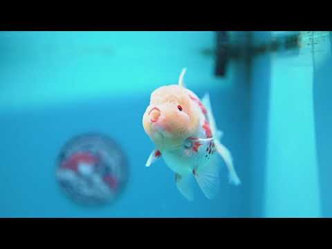 Red White Polka Dot Rose Tail Oranda 4 inch Body (260320_OR05)