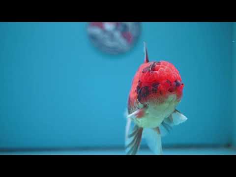 Full Wen Tiger Orchid Tail Oranda 4 inch Body (260320_OR09)