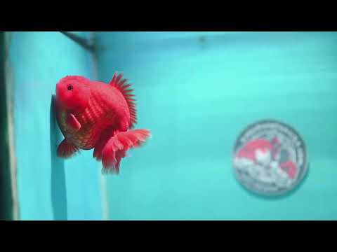 Classic Red YuanBao Oranda 4 inch Body (260828_OR16)