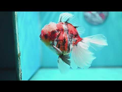 Full Wen Tiger Rose Tail Oranda 4 inch Body (260529_OR02)