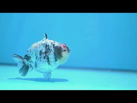 White Tiger Shark Ranchu 4 inch Body (261023_RC02)