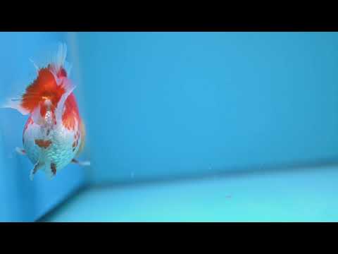 Red White Oranda 3.5 inch Body (260306_OR11)