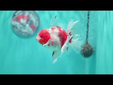 Sakura Orchid Tail Oranda 3.5 inch Body (260522_OR07)