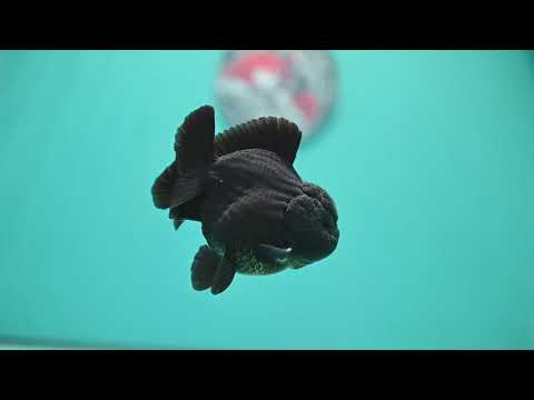 AAA Grade Shogun Jet Black Oranda 3.5 inch Body (260828_OR13)