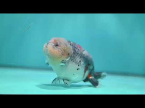 Jumbo Blue Based Kirin Ranchu 5 inch Body (260724_RC01)