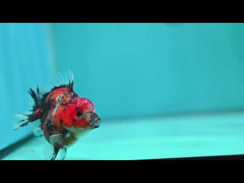 Tiger Oranda 3 inch Body (260619_OR09)