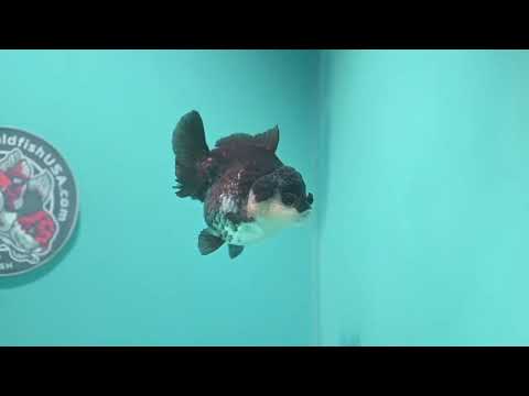 Panda Oranda 3 inch Body (260807_OR10)