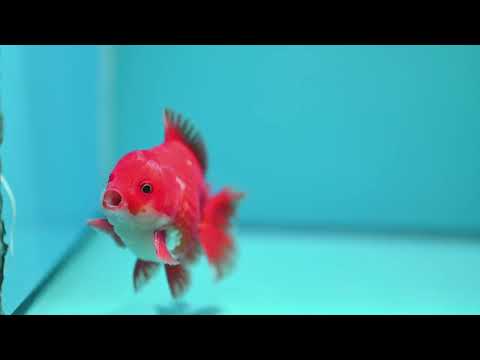 Red White YuanBao Oranda 3.5 inch Body (260918_OR11)