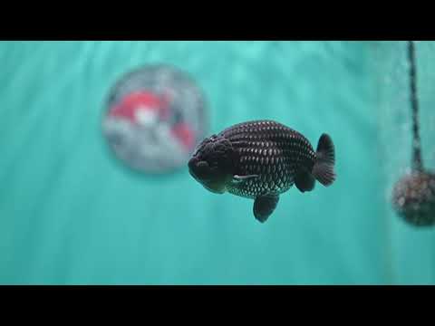 Platinum Ranchu 3.2 inch Body (260508_RC02)