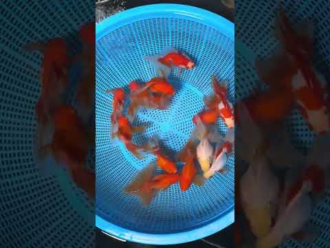 Long Tail Red White Ryukin 2.5 - 3 inch Body (260724_RY01) | We pick, you save!