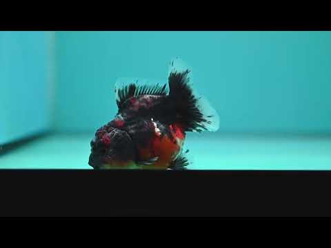 Shogun Kirin Oranda 3.2 inch Body (260724_OR05)