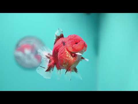Tiger Orchid Tail Oranda 3.5  inch Body (260821_OR06)