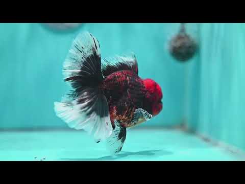Red Kirin Orchid Tail Oranda 3.5 inch Body (260515_OR21)