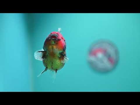 Tiger Oranda 3.5 inch Body (260612_OR10)