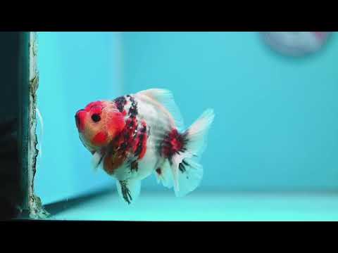 Tricolor Sakura Oranda 3.5 inch Body (260619_OR16)