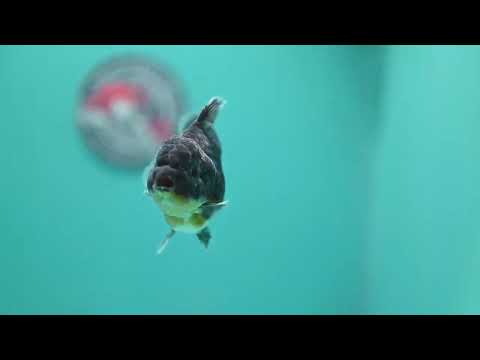 Blue Kirin Oranda 3.5 inch Body (260612_OR13)