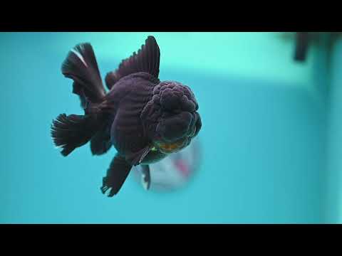 Black Rose Tail Oranda 4 inch Body (260320_OR01)