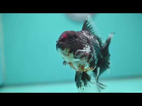 Blue Kirin Oranda 4 inch Body (260925_OR01)