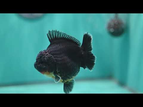Kirin Oranda 3.5 inch Body (260612_OR07)