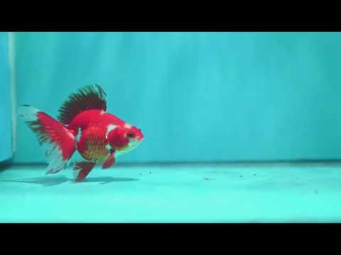 Red White Butterfly Tail Ryukin inch Body (260828_RY03)