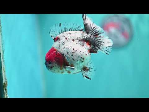 Shogun Calico Oranda 4 inch Body (260522_OR13)
