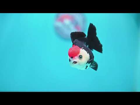 Tancho Tricolor Oranda 3.5 inch Body (260828_OR06)
