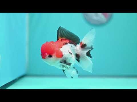 Tricolor Rose Tail Oranda 4 inch Body (260828_OR12)