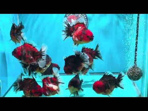 Tiger / Kirin Oranda 3-3.5 inch Body (260724_OR11) | We pick, you save!