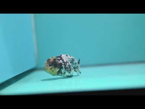White Tiger Ranchu 3 inch Body (260731_RC09)