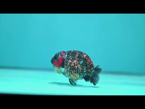 Tricolor Tiger Ranchu 3.5 inch Body (260612_RC08)