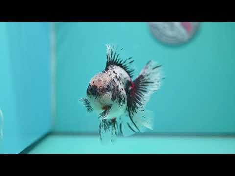 White Tiger Oranda 4 inch Body (260925_OR12)