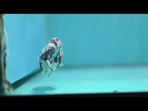 Blue Based Tiger Ranchu 3 inch Body (260508_RC04)