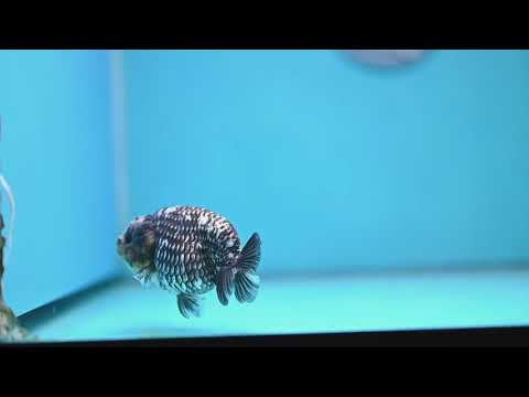 Heavy Ink White Tiger Ranchu 3 inch Body (260306_RC05)