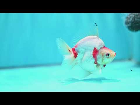 Sakura Broad Tail Ryukin 3.2 inch Body (260605_RY04)