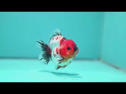 Sakura Oranda 3.5 inch Body (260904_OR12)