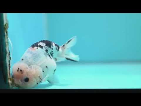Jumbo Cow Ranchu 5 inch Body (260619_RC06)