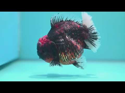 Heavy Ink Tiger Oranda 4 inch Body (260424_OR07)