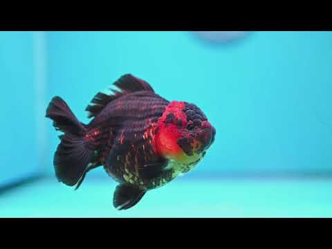 Tiger YuanBao Oranda 4 inch Body (260918_OR06)