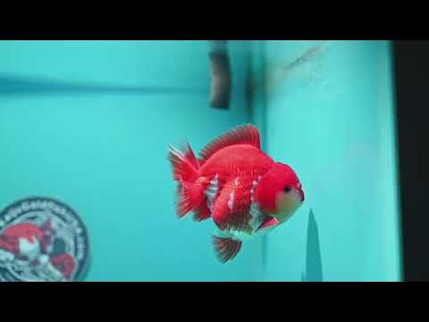 Red White YuanBao Oranda 3.8 inch Body (260529_OR13)