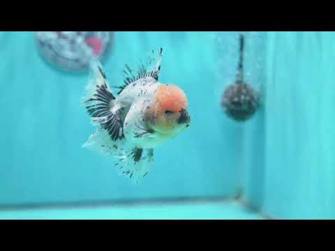 Granite Orchid Tail Oranda 3.5 inch Body (260522_OR08)