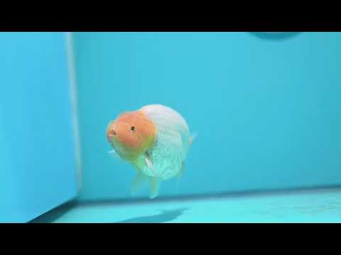 Lemon Head Snow White Ranchu 4 inch Body (260814_RC03)