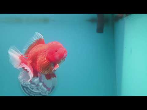 Red White Rose Tail Oranda Oranda 3.5 inch Body (260313_OR15)