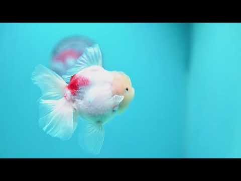 Sakura Rose Tail Oranda 3.5 inch Body (260821_OR05)